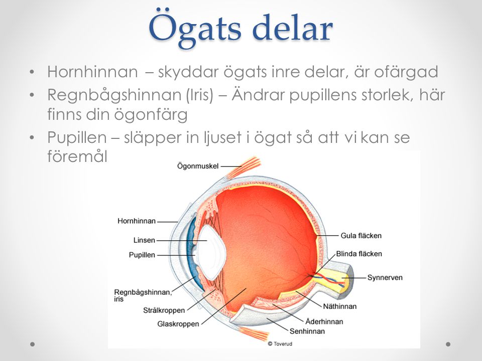 Ögats delar Hornhinnan – skyddar ögats inre delar, är ofärgad