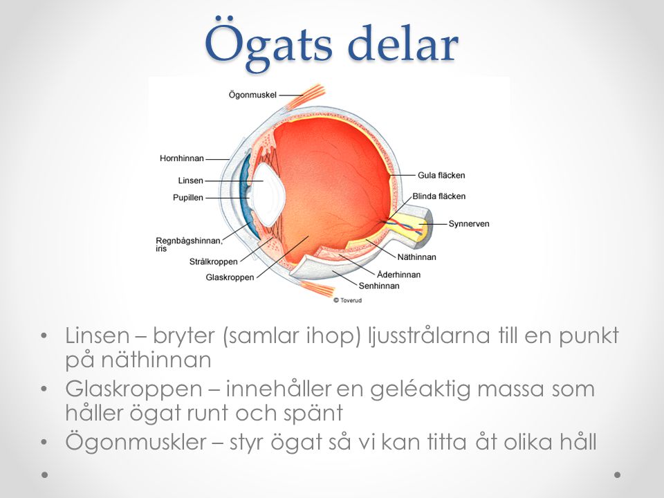 Ögats delar Linsen – bryter (samlar ihop) ljusstrålarna till en punkt på näthinnan.
