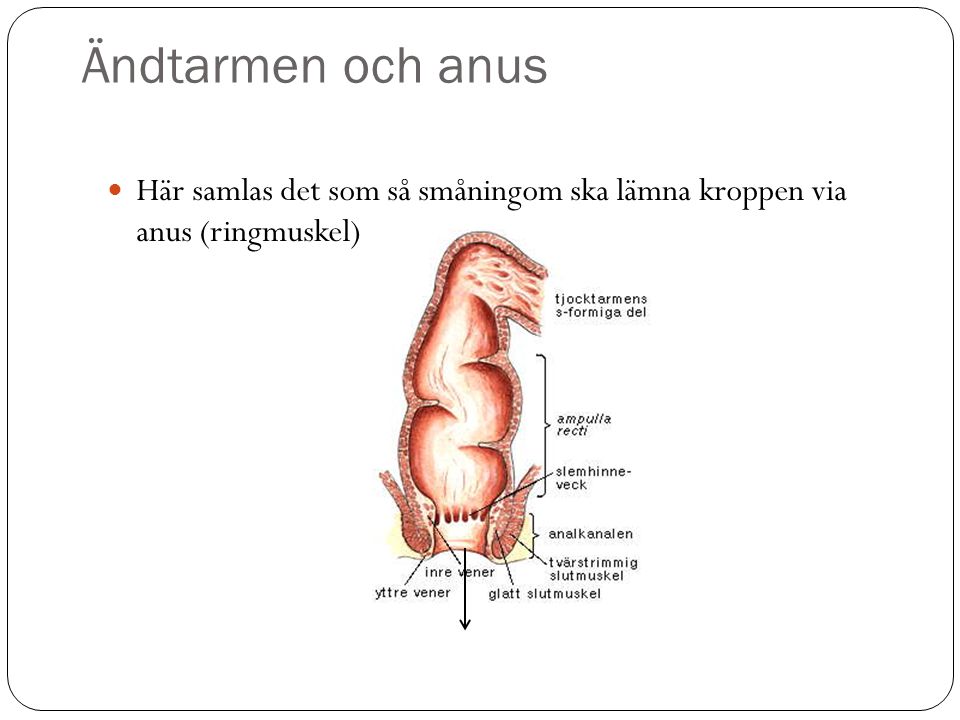 Ändtarmen och anus Här samlas det som så småningom ska lämna kroppen via anus (ringmuskel)