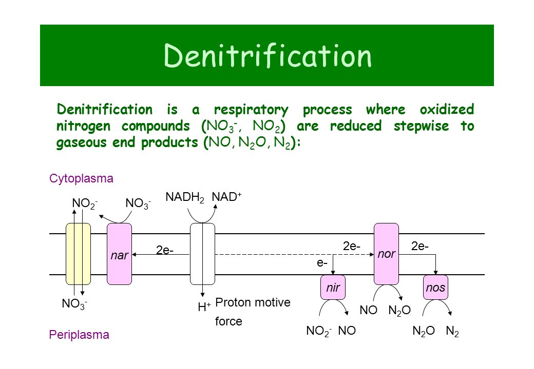 Денитрификация это. Денитрификация. Реакция денитрификации. Denitrification process - denitization. Denitrification Enzyme.