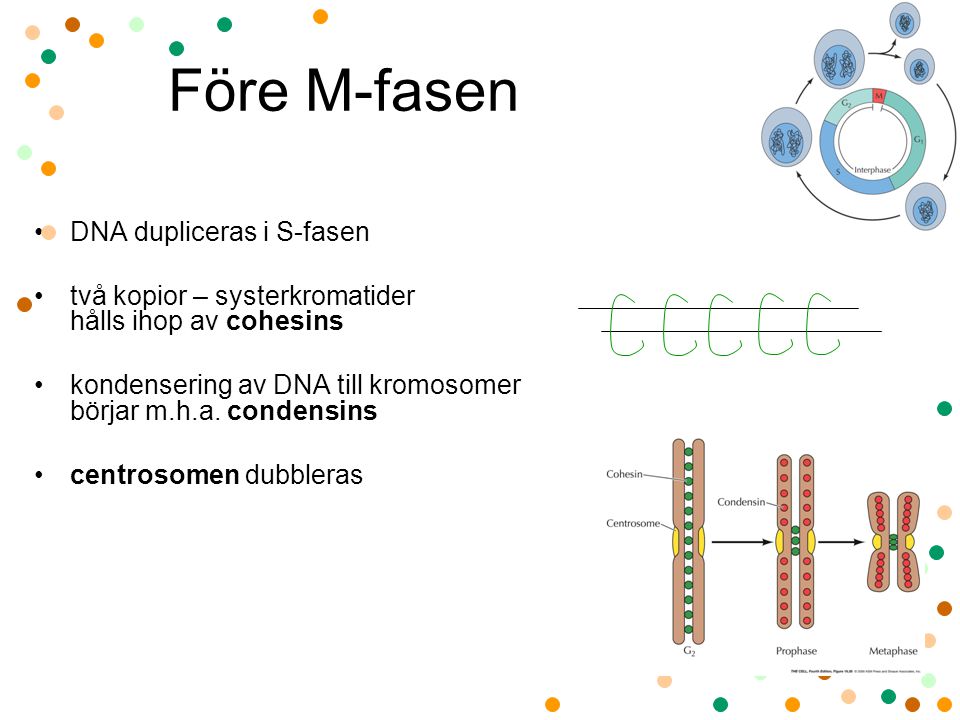 Före M-fasen DNA dupliceras i S-fasen