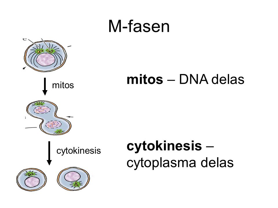 M-fasen mitos – DNA delas cytokinesis – cytoplasma delas mitos