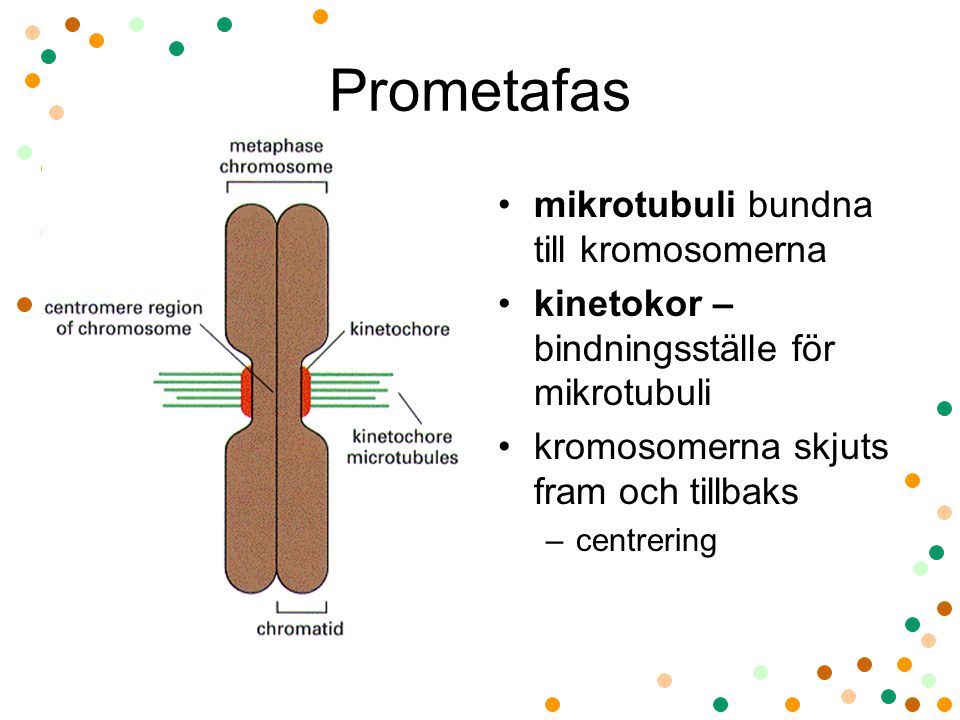 Prometafas mikrotubuli bundna till kromosomerna