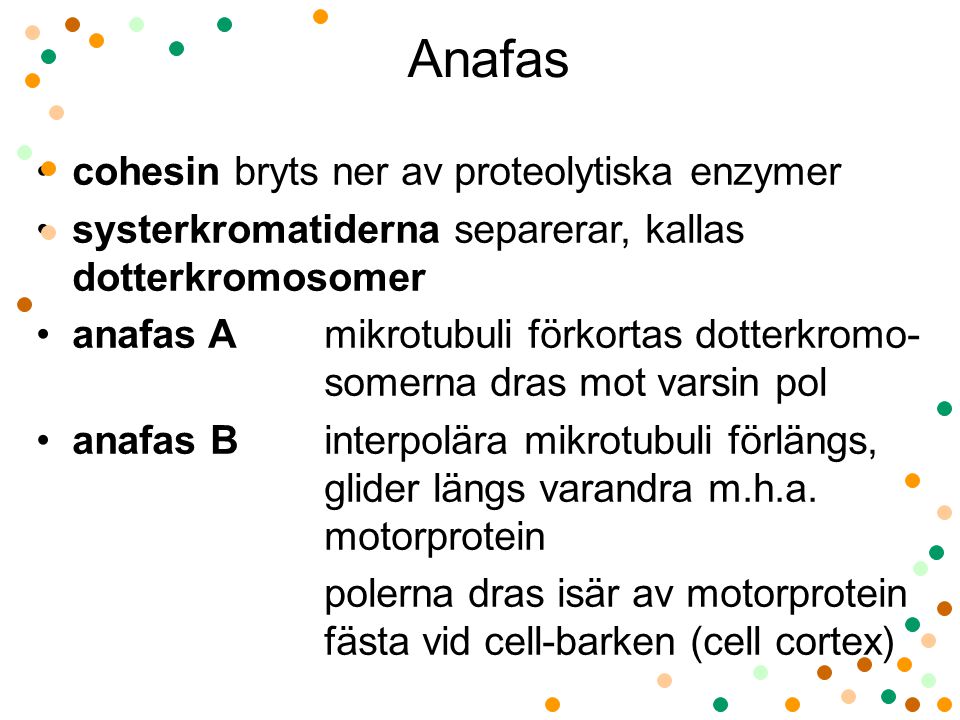 Anafas cohesin bryts ner av proteolytiska enzymer