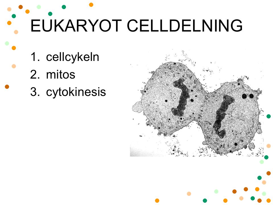 EUKARYOT CELLDELNING cellcykeln mitos cytokinesis