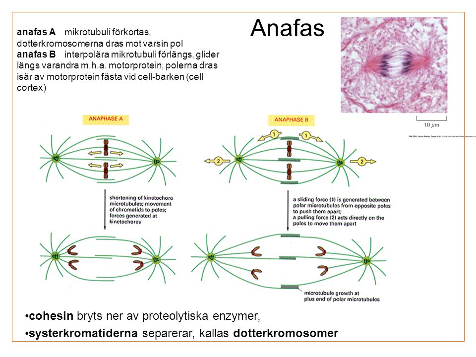 Anafas cohesin bryts ner av proteolytiska enzymer,