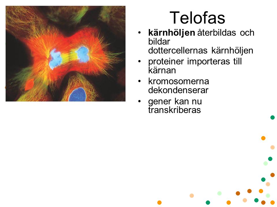 Telofas kärnhöljen återbildas och bildar dottercellernas kärnhöljen