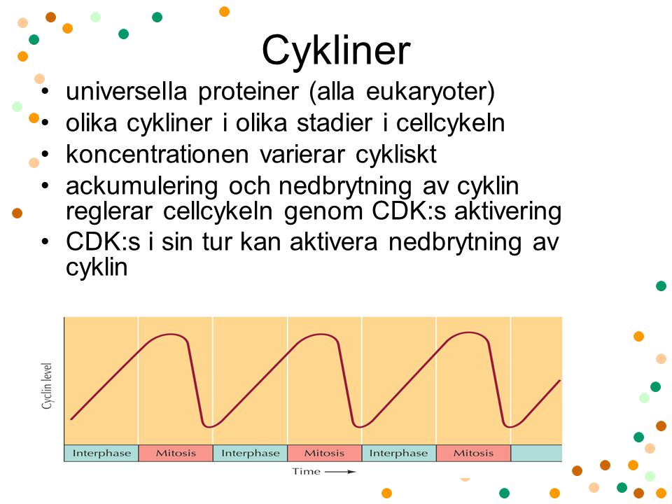 Cykliner universella proteiner (alla eukaryoter)