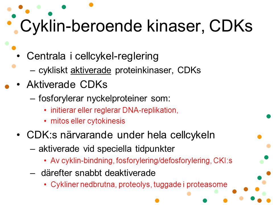 Cyklin-beroende kinaser, CDKs