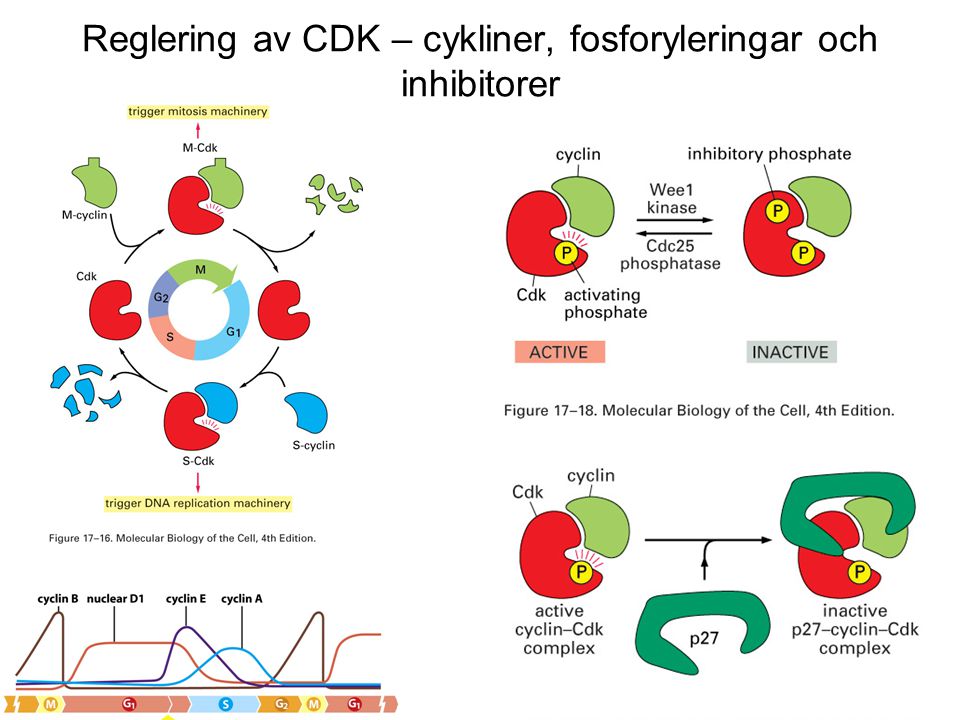 Reglering av CDK – cykliner, fosforyleringar och inhibitorer