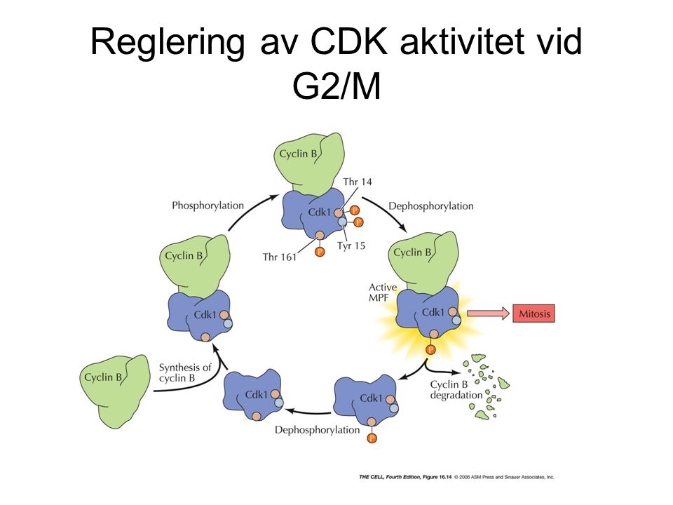 Reglering av CDK aktivitet vid G2/M