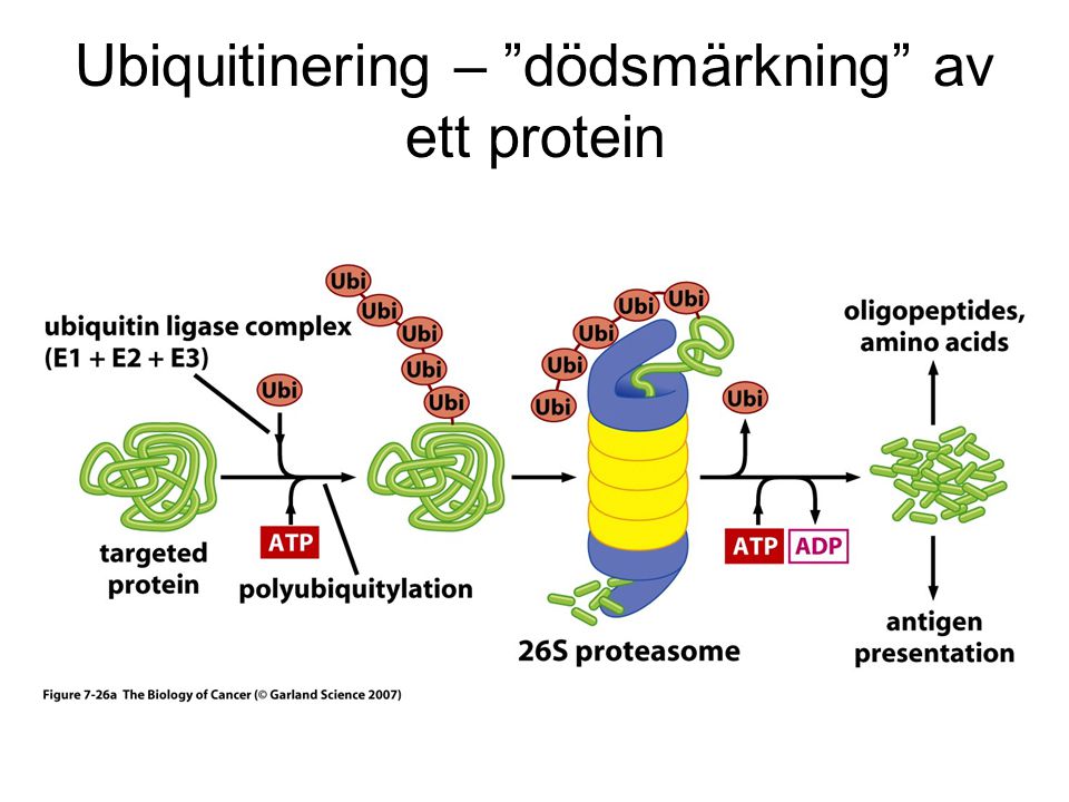 Ubiquitinering – dödsmärkning av ett protein