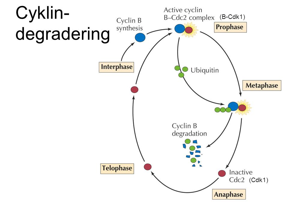 Cyklin- degradering (B-Cdk1) (Cdk1)