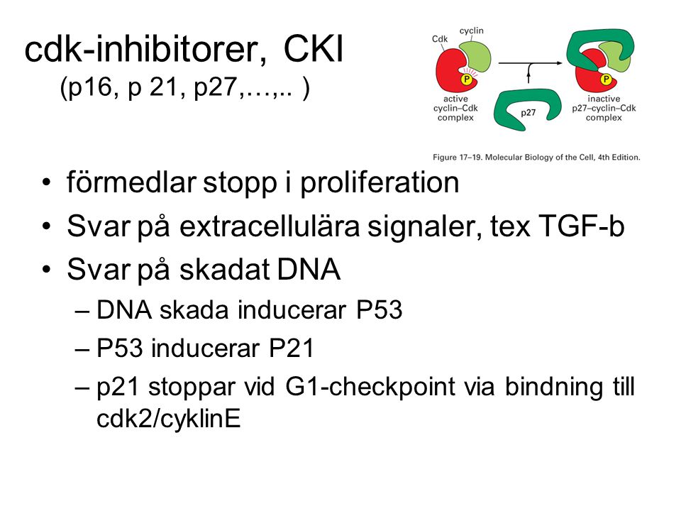 cdk-inhibitorer, CKI (p16, p 21, p27,…,.. )