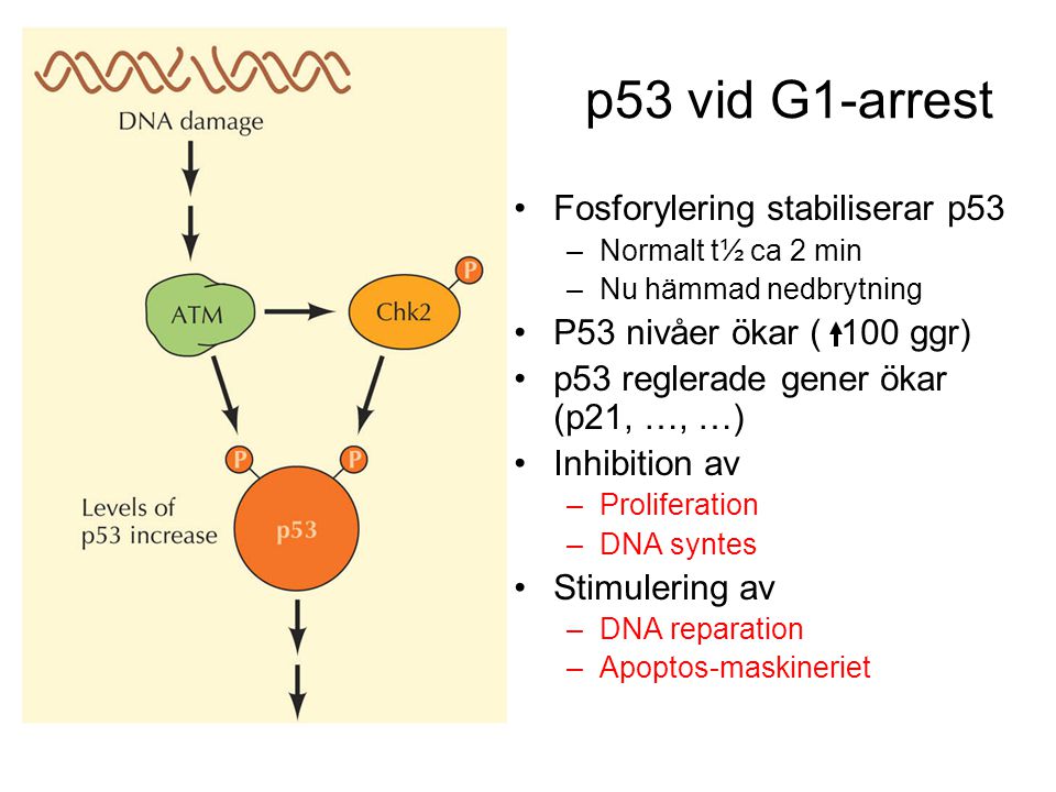 p53 vid G1-arrest Fosforylering stabiliserar p53