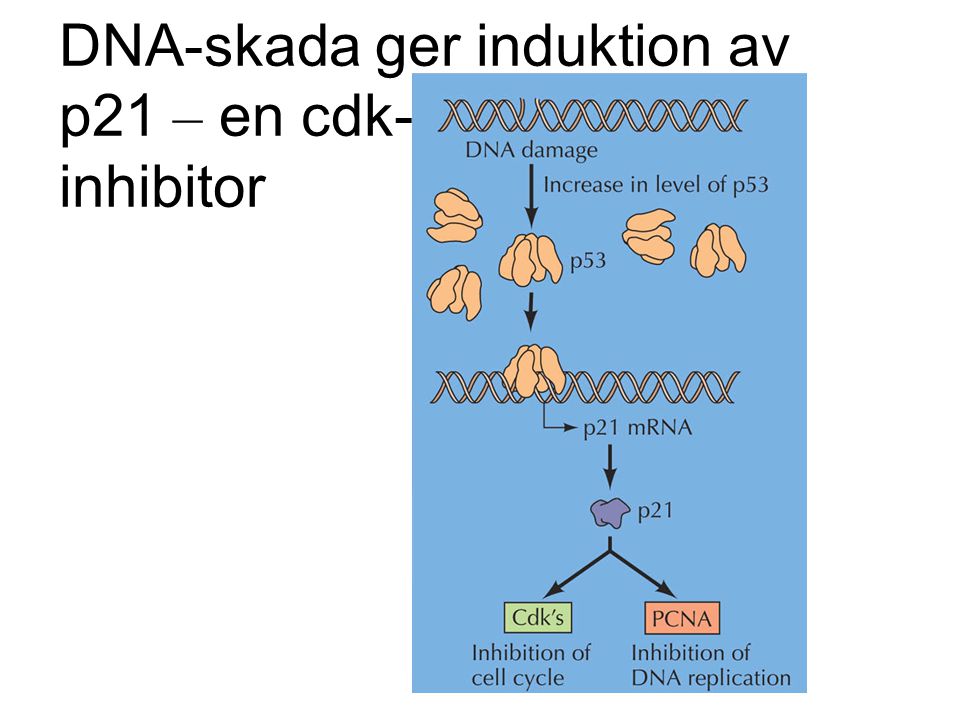 DNA-skada ger induktion av p21 – en cdk- inhibitor