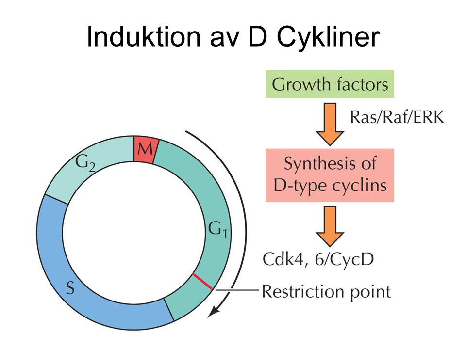 Induktion av D Cykliner