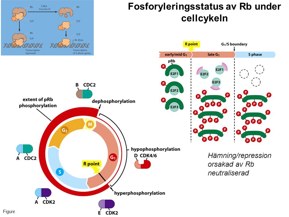 Fosforyleringsstatus av Rb under cellcykeln