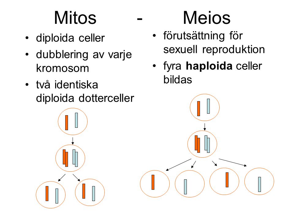 Mitos - Meios förutsättning för sexuell reproduktion diploida celler