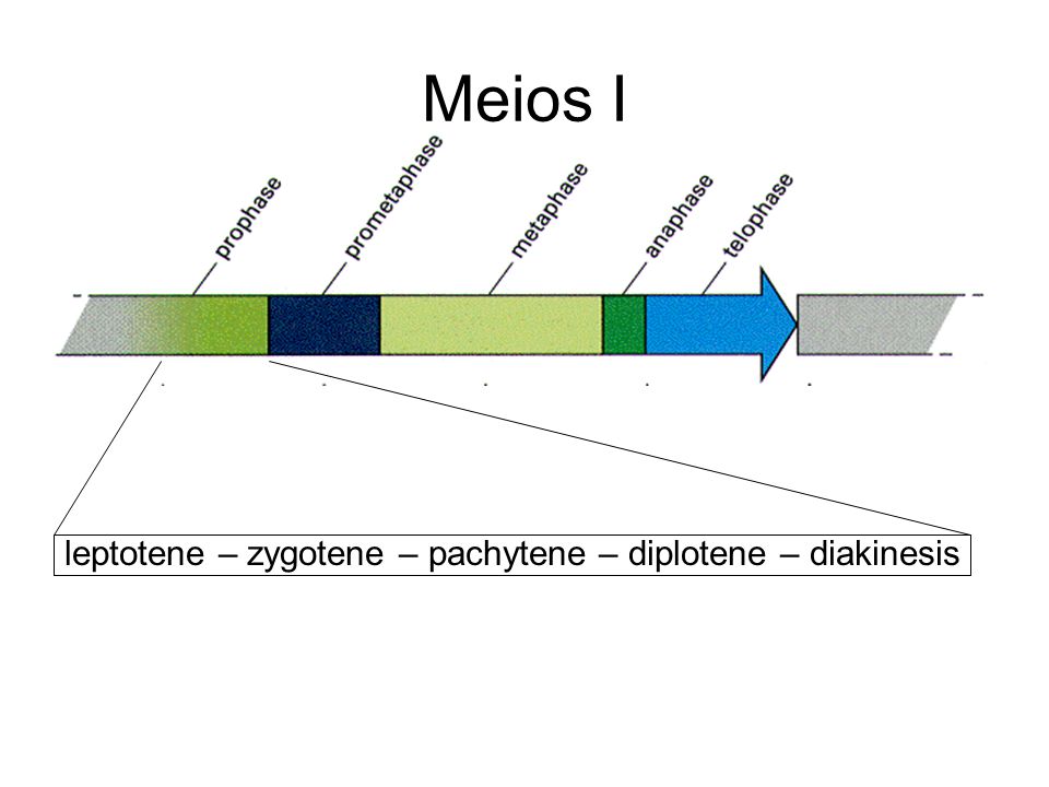 Meios I leptotene – zygotene – pachytene – diplotene – diakinesis