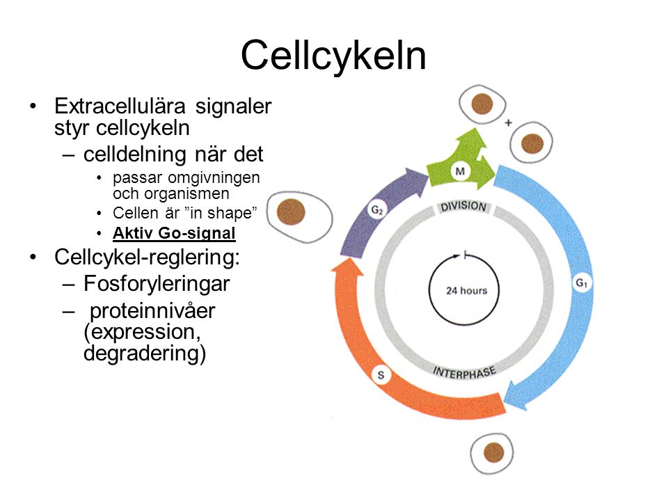 Cellcykeln Extracellulära signaler styr cellcykeln celldelning när det