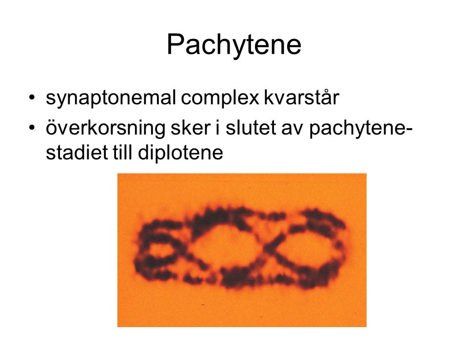 Pachytene synaptonemal complex kvarstår