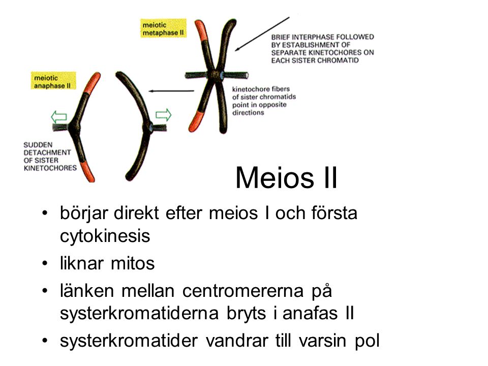 Meios II börjar direkt efter meios I och första cytokinesis