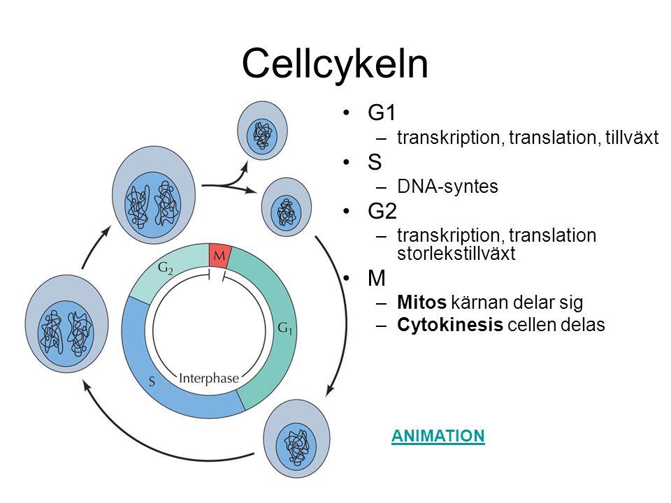 Cellcykeln G1 S G2 M transkription, translation, tillväxt DNA-syntes