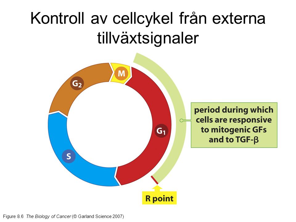Kontroll av cellcykel från externa tillväxtsignaler