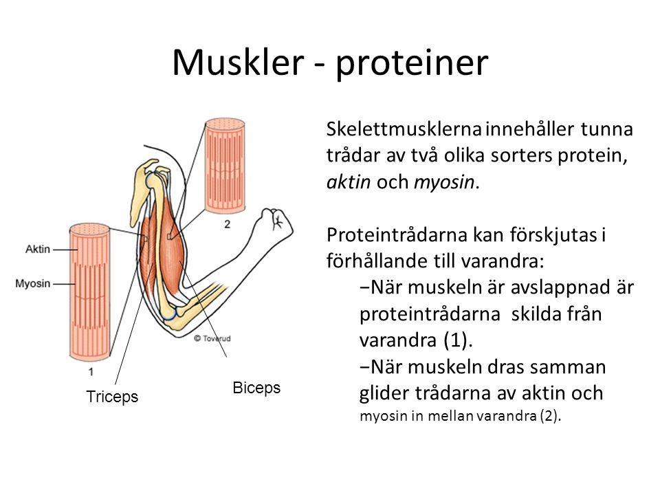 Muskler - proteiner Skelettmusklerna innehåller tunna trådar av två olika sorters protein, aktin och myosin.